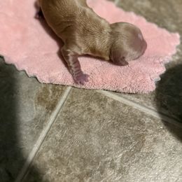 Baby - Red Dachshund puppy in Lakecreek, Oregon from Forever Doxie