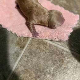 Baby - Red Dachshund puppy in Lakecreek, Oregon from Forever Doxie