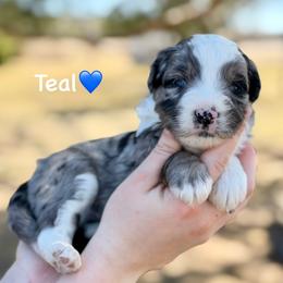 Teal - Blue merle male Aussiedoodle puppy in Lancaster, Minnesota from Finney Ranch