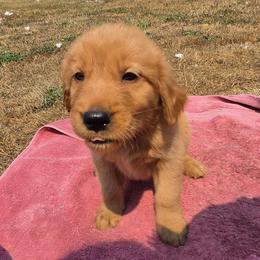 Bing-Orange collar - Dark golden male Golden Retriever puppy in Tenino, Washington from Oak River Goldens'