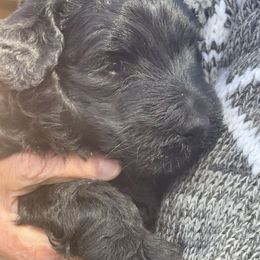 Goldendoodle Puppies from Arizona Doodles