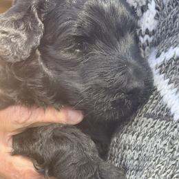 Goldendoodle Puppies from Arizona Doodles