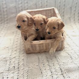 Goldendoodle Puppies from Sweet Doodles of Alabama