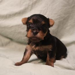 Jackson Grover - Black and tan male Yorkshire Terrier puppy in Greenwood, Wisconsin from Selah and Co.
