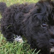 Assorted Doodle Crosses, Cavachons, Cavalier King Charles Spaniels, and Cavapoos from Prairie Puppies