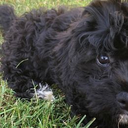 Assorted Doodle Crosses, Cavachons, Cavalier King Charles Spaniels, and Cavapoos from Prairie Puppies