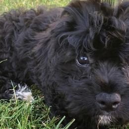 Assorted Doodle Crosses, Cavachons, Cavalier King Charles Spaniels, and Cavapoos from Prairie Puppies