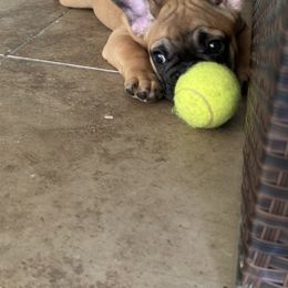 French Bulldog Puppies from Fonzerelli’s Frenchies