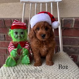 Roz - Red  female Goldendoodle puppy in Herriman, Utah from Gypsi Doodles & Poodles LLC.