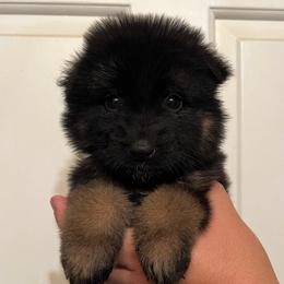 Talia - Black and red female German Shepherd puppy in Quartz Hill, California from Von Gonzalez Kennel