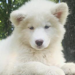 Veena - White female Siberian Husky puppy in Woodlawn, Virginia from Delta Huskies