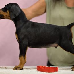 Red collar - Black and rust male Doberman Pinscher puppy in Santa Clarita, California from Riviera Dobermans