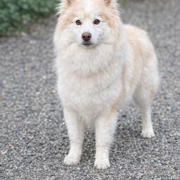 Willow - Pomsky