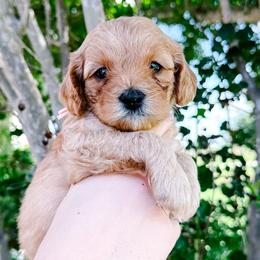 Nugget - Apricot male Cavapoo puppy in San Antonio, Texas from Cariad Doodles