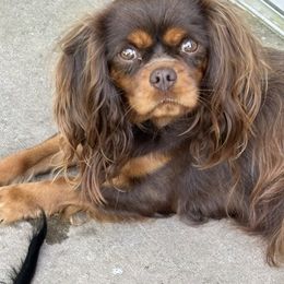 Mocha - Cavalier King Charles Spaniel