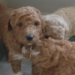 Goldendoodle Puppies from Americana Paws