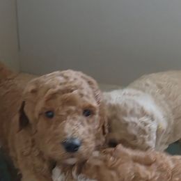 Goldendoodle Puppies from Americana Paws