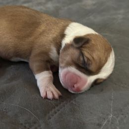 Dusty - Red male Pembroke Welsh Corgi puppy in Brashear, Texas from Sherwood Acres Pembrokes