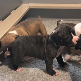 Orange - Black brindle male American Staffordshire Terrier puppy in Cloverdale, Indiana from Woodshire American Staffordshire Terrier’s