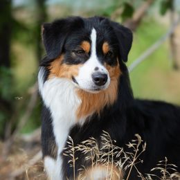 Isla - Australian Shepherd