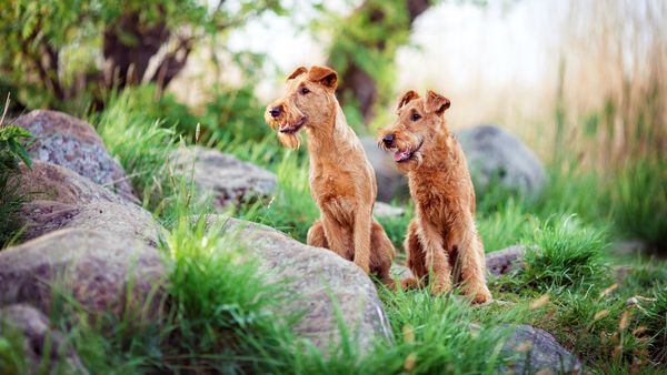 Find Irish Terrier puppies for sale