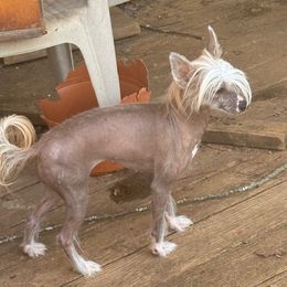 Jade - Chinese Crested
