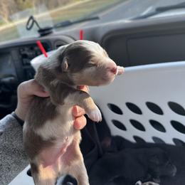 Red Merle Male - 2000 - Red merle male Australian Shepherd puppy in Morristown, Tennessee from Lakeway Farms