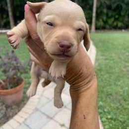 Aries - Dachshund puppy in Florida from Lazy Acres Farm