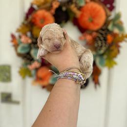 Angel(Pink) - Cream female Poodle puppy in Stuart Fl, Florida from Lincoln & Lady Co.