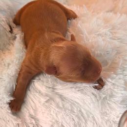 Dolly - Liver female Yorkshire Terrier puppy in Howe, Oklahoma from Ray Holder
