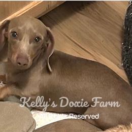 Eloise - Dachshund