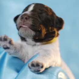 Lagotto Romagnolo Puppies from Morena