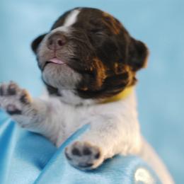 Lagotto Romagnolo Puppies from Morena