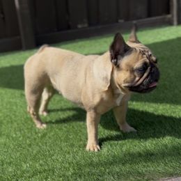 Roux - French Bulldog