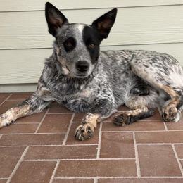 Hank - Australian Cattle Dog