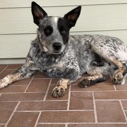 Hank - Australian Cattle Dog