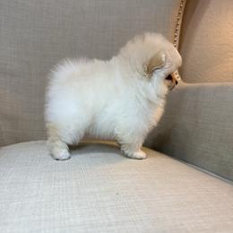 Rio - Cream male Pomeranian puppy in Phoenix, Arizona from Luxpomz