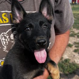 German Shepherd puppies from Vom Haus Denfors K9 - German Shepherds