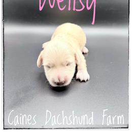 Wellsy - Cream female Dachshund puppy in Cincinnati, Ohio from Caines Dachshund Farm
