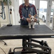 Manchester Terrier and Portuguese Podengo Pequeno Puppies from Tango Kennels