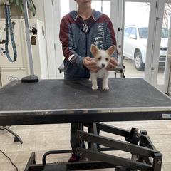 Manchester Terrier and Portuguese Podengo Pequeno Puppies from Tango Kennels