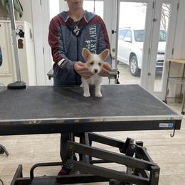 Manchester Terrier and Portuguese Podengo Pequeno Puppies from Tango Kennels