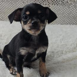Cavalier King Charles Spaniels, Cavapoos, Chihuahuas, Companion Crosses, and Pomskies from Petite Pups