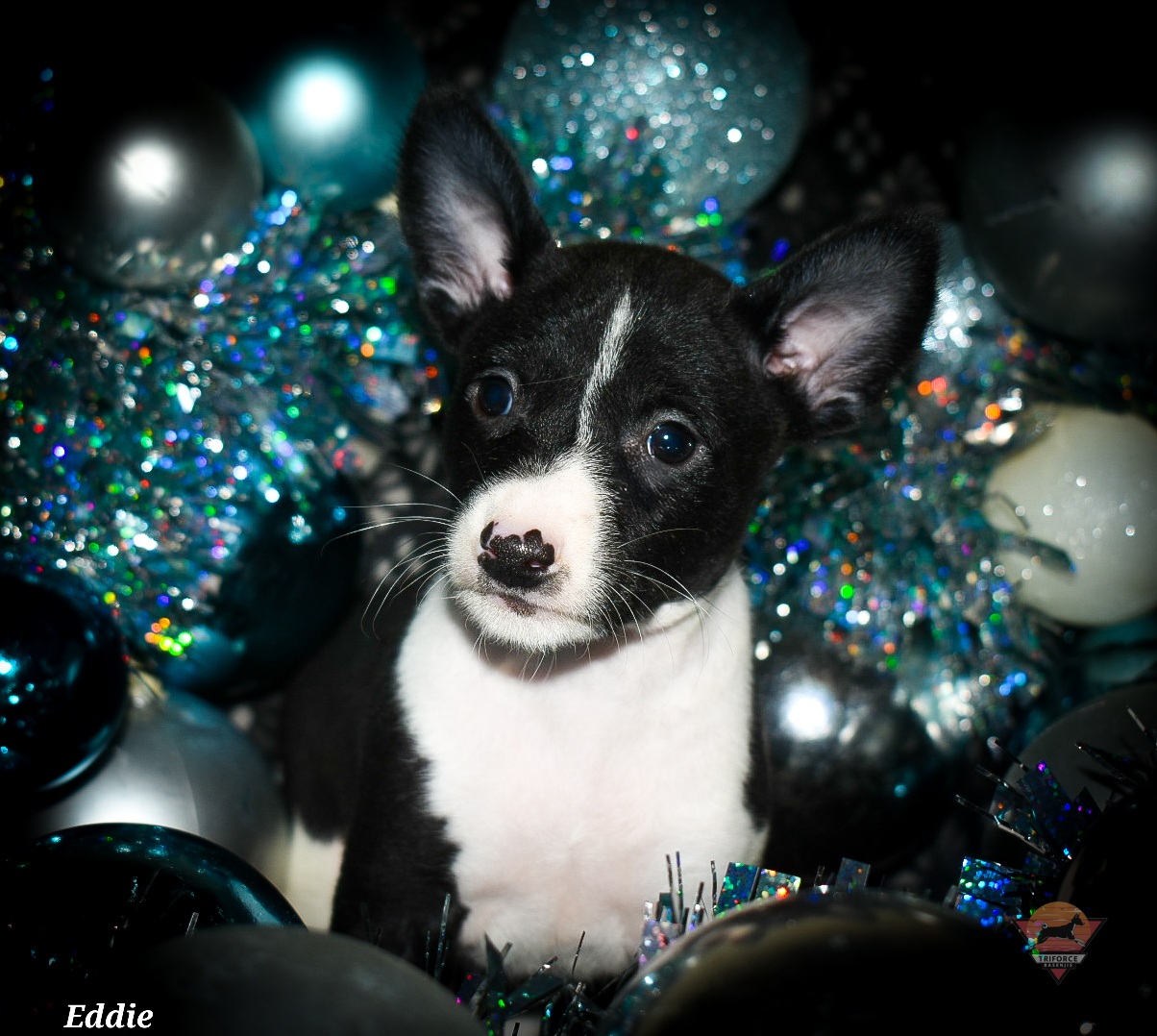 Eddie - Black and white male Basenji puppy in San Diego, California from Triforce Basenjis