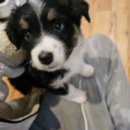 Miniature Australian Shepherd Puppies from Carter's Cuties