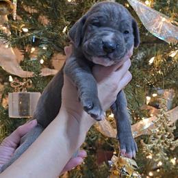 Sandy Claws - Blue female Great Dane puppy in Caldwell, Idaho from Miner's Dynamic Danes