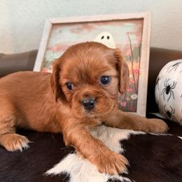 Ember - Ruby male Cavalier King Charles Spaniel puppy in Kidder, South Dakota from Continental Cavaliers
