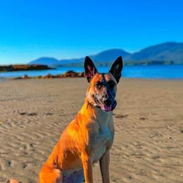 Belgian Malinois Puppies from Ak Hell Hounds