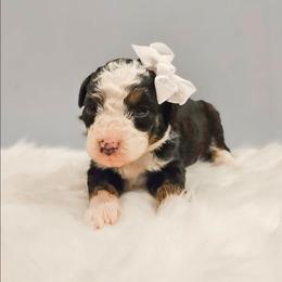 Elsa - Red female Bernedoodle puppy in Russell Springs, Kentucky from 270 Doodles