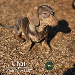 Chai - Chocolate and cream female Dachshund puppy in Cave Junction, Oregon from Rockindachs